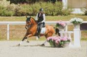 Cheval PRE PP Dressage Equitation de travail