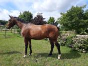 vends cheval de dressage ou voltige