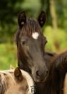 A réserver Poulain Noir Morgan Horse X Frison