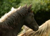 A réserver Poulain Noir Morgan Horse X Frison