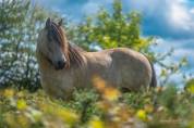 A réserver Poulain Noir Morgan Horse X Frison