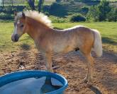 Poney mâle Haflinger 