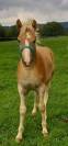 Poney mâle Haflinger 