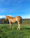 Poney mâle Haflinger 