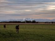 Proche Tarbes - Haras en activité