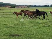 Proche Tarbes - Haras en activité