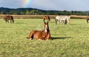 Proche Tarbes - Haras en activité