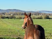 Proche Tarbes - Haras en activité