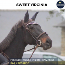 MAGNIFIQUE JUMENT - SWEET VIRGINIA - 6 ANS