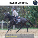 MAGNIFIQUE JUMENT - SWEET VIRGINIA - 6 ANS