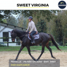 MAGNIFIQUE JUMENT - SWEET VIRGINIA - 6 ANS