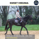 MAGNIFIQUE JUMENT - SWEET VIRGINIA - 6 ANS