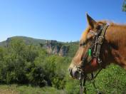 Propriété Equestre