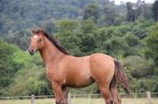 Pouliche appaloosa