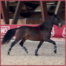 Cheval Hongre Pure Race Lusitanienne de 7 ans (2017)