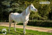 Ponette D 5 ans