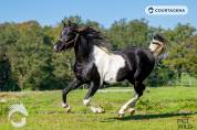 Magnifique entier pie noir 3 ans 99.71% d'arabe