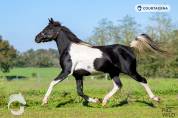 Magnifique entier pie noir 3 ans 99.71% d'arabe