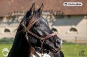 Magnifique entier pie noir 3 ans 99.71% d'arabe