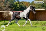 Magnifique entier pie noir 99.71% d'arabe 3 ans