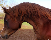 Light my fire - Saillie pur sang arabe 