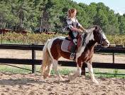 JUMENT Irish COB 