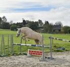 MAGNIFIQUE JUMENT PALOMINO