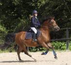 Super poney d’enfant pour débuter et performer en  CSO 