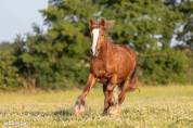 Superbe jument Gypsy cob