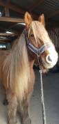 Superbe jument Gypsy cob