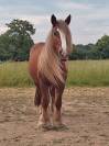 Superbe jument Gypsy cob