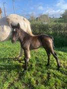 PONEY CONNEMARA MALE NE EN 2024