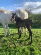 PONEY CONNEMARA MALE NE EN 2024