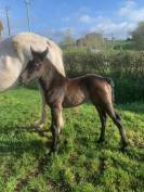 PONEY CONNEMARA MALE NE EN 2024