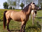 Propose ETALON pour SAILLIR ponette / jument en liberté