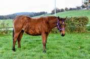 Magnifique pouliche et gentille Quarter Horse