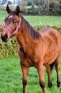 Magnifique pouliche et gentille Quarter Horse