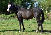 Magnifique poulain Paint Horse Gunner Bai Splash