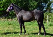 Magnifique poulain Paint Horse Gunner Bai Splash