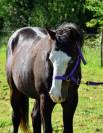 Magnifique poulain Paint Horse Gunner Bai Splash