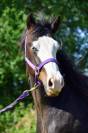 Magnifique poulain Paint Horse Gunner Bai Splash