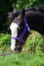 Magnifique poulain Paint Horse Gunner Bai Splash