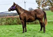 Magnifique et rare Quarter Horse SILVER !!