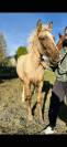 Jument pouliche palomino welsh part-bred