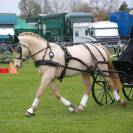 Jument pouliche palomino welsh part-bred