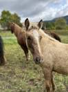 Jument pouliche palomino welsh part-bred