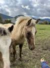 Jument pouliche palomino welsh part-bred