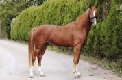 Magnifique cheval de dressage, 3 ans