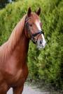 Magnifique cheval de dressage, 3 ans