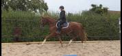 Magnifique cheval de dressage, 3 ans